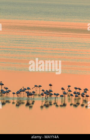 Greater Flamingos (Phoenicopterus roseus), resting at dusk, Laguna de Fuente de Piedra, Malaga province, Andalusia, Spain Stock Photo