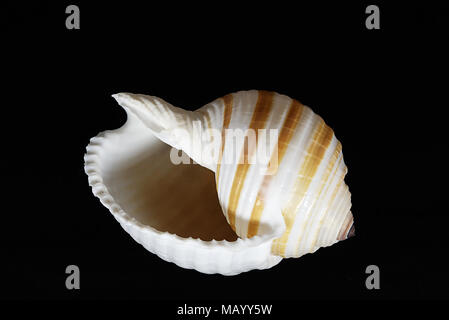 A Cassidae Seashell On A Black Background Stock Photo