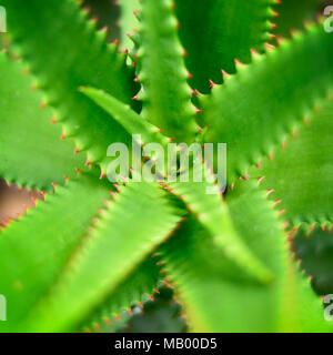 Succulent plant or aloe vera, closeup shot with copy space. Stock Photo