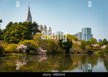 Cherry blossom in Shinjuku Gyoen National Garden, Tokyo, Japan Stock Photo