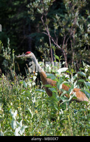 Sandhill crane (Antigone canadensis) walking in high wild grass and low bush at Mackenzie river, Northwest territories ( NWT) Canada. Stock Photo