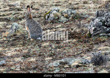 Ethiopian Highland Hare (Lepus starki), Sanetti plateau, Ethiopia Stock Photo