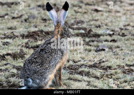 Ethiopian Highland Hare (Lepus starki), Sanetti plateau, Ethiopia Stock Photo