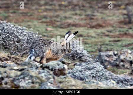 Ethiopian Highland Hare (Lepus starki), Sanetti plateau, Ethiopia Stock Photo