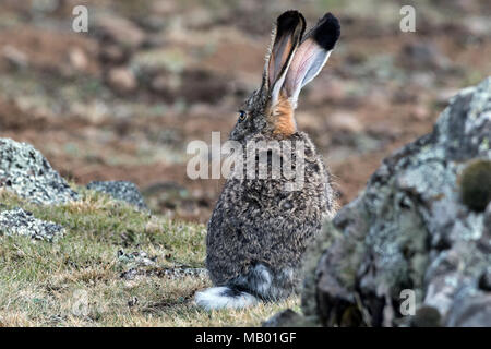 Ethiopian Highland Hare (Lepus starki), Sanetti plateau, Ethiopia Stock Photo