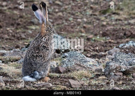 Ethiopian Highland Hare (Lepus starki), Sanetti plateau, Ethiopia Stock Photo