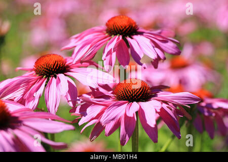 Flowers of Echinacea purpurea or Eastern Purple Coneflower blossoming in the garden at summer. Stock Photo