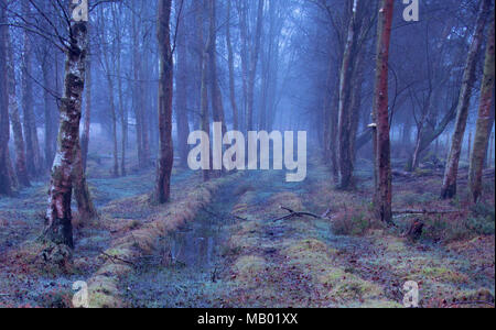 A foggy start on Wilverley Plain in the New Forest National Park. Stock Photo