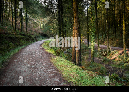 A track running through Cardinham Woods in Bodmin in Cornwall. Stock Photo