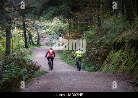 Mountain bikers riding along a track in Cardinham Woods in Cornwall. Stock Photo