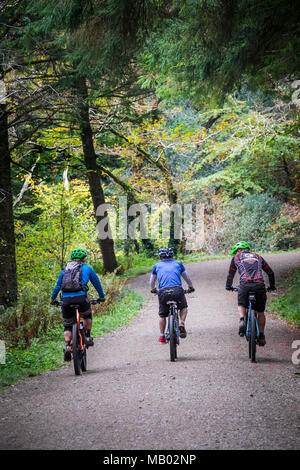 Mountain bikers riding along a track in Cardinham Woods in Cornwall. Stock Photo