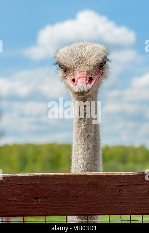 Ostrich head close up on a ostrich farm. Ostriches in the corral on the farm. Funny and strange ostrich with a cloud on his head looks in the frame wi Stock Photo