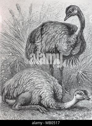 Amerikanischer StrauÃŸ, Nandu, Rhea americana, Greater rhea, digital improved reproduction of an original print from the year 1895