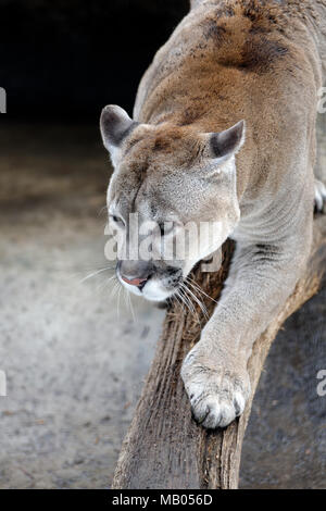 Animals: cougar, American mountain lion, on a tree branch, close-up shot Stock Photo