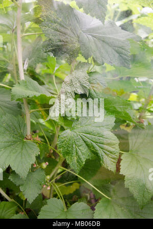 GLASGOW, SCOTLAND -JULY 3RD 2013: leaves pressed against a community garden greenhouse window. Stock Photo