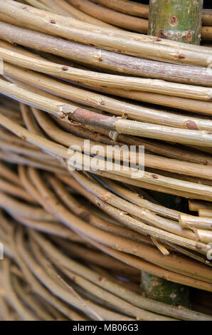 GLASGOW, SCOTLAND -JULY 3RD 2013: A close up of live willow for a Glasgow greenhouse. Stock Photo