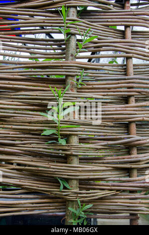 GLASGOW, SCOTLAND -JULY 3RD 2013: Green leaves coming through a live willow randing weave for a greenhouse in Glasgow. Stock Photo