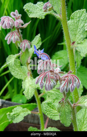 GLASGOW, SCOTLAND - MARCH 22ND 2013: A flower blooming in a Possilpark community garden. Stock Photo