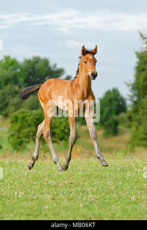 A cute young bay colored Trakehner colt foal, a light warmblood breed of horse, 6 weeks old, goes at a trot in a green grass field, Germany Stock Photo