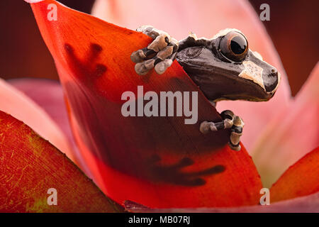 Spiny headed tree frog from the Amazon rain forest. Anotheca spinosa is a tropical animal. Stock Photo