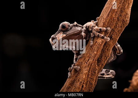 the spiny headed tree frog of the Amazon rain forest. A beautiful rainforest animal at night in the jungle. Stock Photo