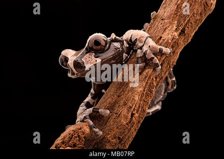 Tropical tree frog , Anotheca spinosa. from tha amazonian rainforest. A beautiful rain forest animal at night in the jungle. Stock Photo