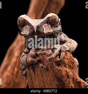 Spiny headed tree frog from the Amazon rain forest. Anotheca spinosa is a tropical animal. Stock Photo