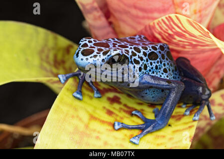 Blue and black poison dart frog, Dendrobates azureus. A beautiful poisonous rain forest animal in danger of extinction. Pet amphibian in a rainforest  Stock Photo
