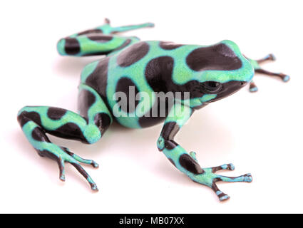 poison dart or arrow frog, Dendrobates auratus from the tropicla rain forest of Costa Rica and Panama isolated on a white background. Stock Photo