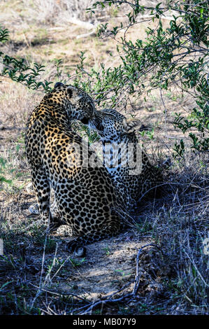 Young male leopard and his mother are caressing in the shade of a glade in Kruger Park, South Africa. Stock Photo