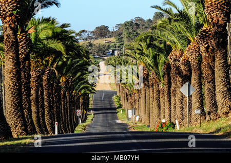 Palm-lined road in the late afternoon, Seppeltsfield Road, Barossa Valley, South Australia Stock Photo