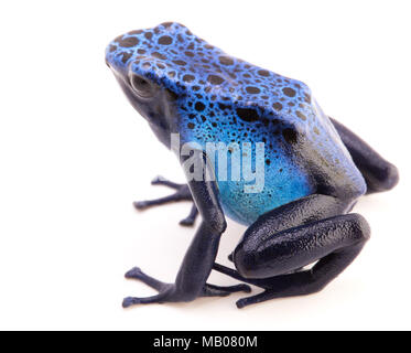 poison dart frog, Dendrobates Azureus isolated on a white background. Poisonous tropical animal. Stock Photo