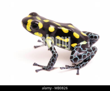 Yellow dotted poison dart or arrow frog, Ranitomeya vanzolinii. A small poisonous rain forest animal fwith warning colors. Isolated on white backgroun Stock Photo