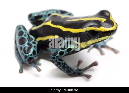 Dart Frog Ranitomeya Ventrimaculata Stock Photo - Download