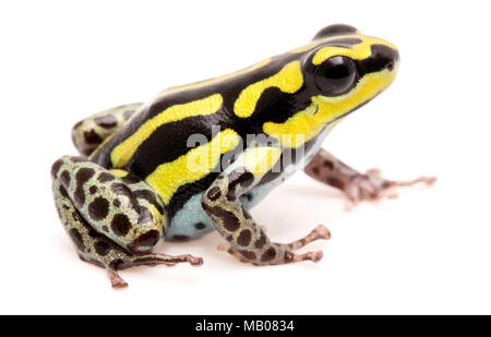 Poison dart or arrow frog, Ranitomeya flavovittata. A yellow striped poisonous animal from the tropical Amazon rain forest in Peru. Isolated on white  Stock Photo