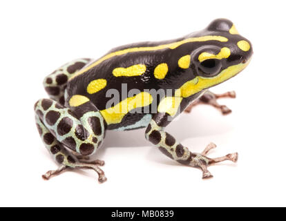 Poison dart or arrow frog, Ranitomeya flavovittata. A yellow striped poisonous animal from the tropical Amazon rain forest in Peru. Isolated on white  Stock Photo