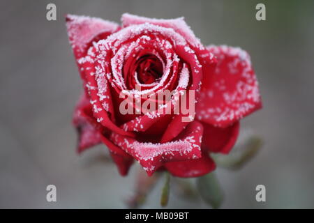 Beautiful red rose in the frozen winter Stock Photo