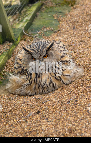 Rescued female Eurasian eagle-owl, Bubo bubo, on eggs at a sanctuary in cambridgeshire, england, europe Stock Photo