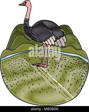 wild ostrich australian bird in the camp Stock Vector