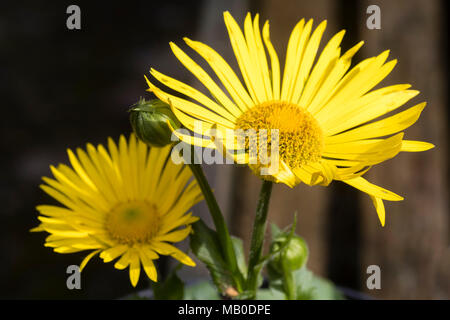 Bright yellow daisy flowers of the shade tolerant, spring flowering perennial, Doronicum x excelsum 'Harpur Crewe' Stock Photo