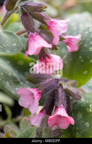 Red flowers of the spooted leaved perennial  lungwort, Pulmonaria saccharata 'Dora Bielefeld' Stock Photo