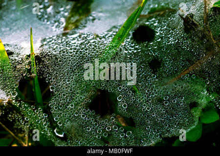 Macro shot detail of water drops on spider web after raining in the morning among green grass. Dew drops on the grass with natural pattern. Stock Photo