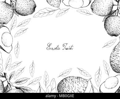 Exotic Fruit, Illustration Frame of Hand Drawn Sketch of Apple or Malus Pumila and Avocado or Persea Americana Fruits Isolated on White Background. Stock Vector