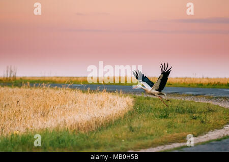 Adult European White Stork Taking Off From Agricultural Field In Belarus. Wild Field Bird In Sunset Time. Stock Photo