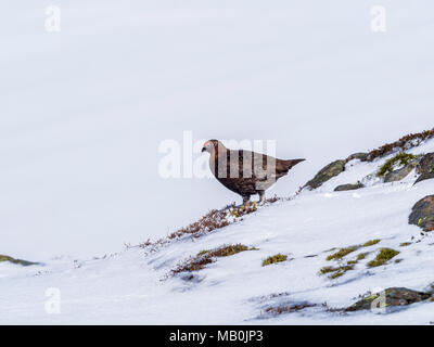 A Male Red Grouse on the spring snowfields above Glenshee in Scottish Highlands looking for food Stock Photo
