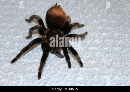 Spider, tarantula Stock Photo