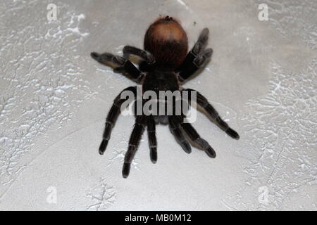 Spider, tarantula Stock Photo