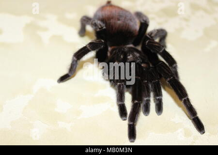 Spider, tarantula Stock Photo