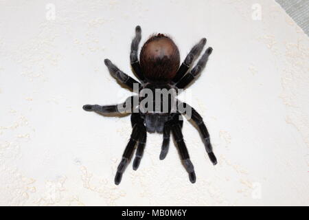 Spider, tarantula Stock Photo