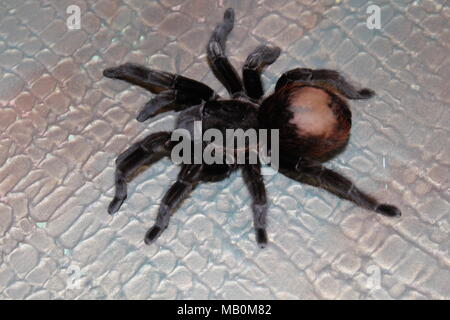Spider, tarantula Stock Photo